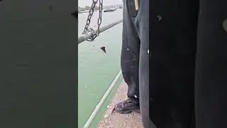 PURE SATISFACTION  Using Chains to Strip Rust Off Ship Railings ⛓