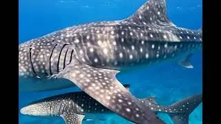 Mom Baby Whale Sharks