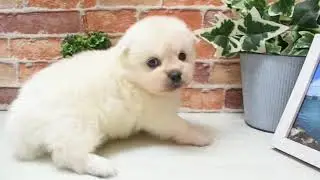 ワンラブ　名古屋市　ペットショップ　186025