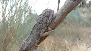 Fauna del litoral y pre-litoral almeriense.