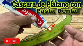 Pasta Dental en una Cáscara de Plátano 🍌 ¿Para qué Sirve? | Te Sorprenderás 🫵🏽