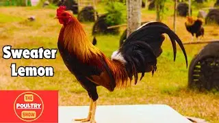 Fiestag  | Dicky Lim | Cesar Calvo #chicken