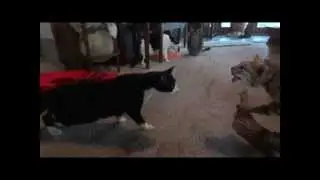 Cats Don't Like Their New Friend...