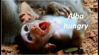 Look cute baby Alba very fresh & happy today | Alba hungry open big mouth  wait mom give milk