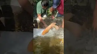 Giant gouramis Jump. #nature #fish #viral