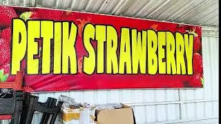 PETIK STRAWBERRY DI KEBUN 8 KOTA BATU 