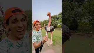 This Ostrich Need Help 🥺🙏|