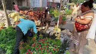 DAHLIA GERBERA NAYANTARA FLOWER PLANT AT GALIFF STREET| KOLKATA TALAHAT MARKET| Best Flowers Forever