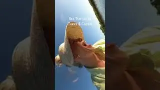 Sea turtles in Turks spotted by prvnci and Nxcre