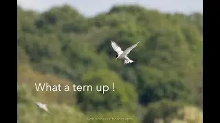RSPB Middleton Lakes - UK Nature and Wildlife Photography, Hobby, Terns.