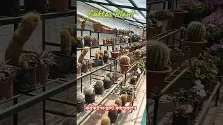 Funny Song Studio,Sounds Reel |ক্যাকটাস প্লান্ট কালেকশন|Cactus Plant|Funny video|Beautiful Caktas