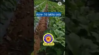 300 Acres Agriculture land sale || karnataka state rayachur district || Acre - 16 lakh, yearly