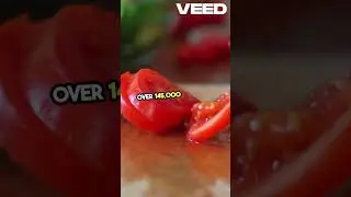 The World's Biggest Tomato Fight! #tomatina #spain #foodfight #tomato #italy #spain #fighting #war