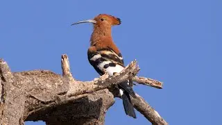 Hoopoe Calling