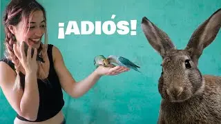 Arenita se va definitivamente | Os enseño otras adopciones