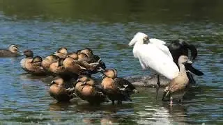 Royal Spoonbill, Little Black Cormorant, Wandering Whistling-Duck, Plumed Whistling-Duck and others