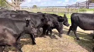 56 Angus Feeder Steers - GinGin Pastoral 