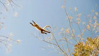 Highest Jumping Monkeys in Action- Cute Flying monkeys Wildlife Animals Baby Monkeys fun
