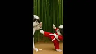 Kung Fu Shih Tzu #shihtzu #kungfu #pets #dogshorts