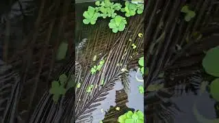 Chia sẽ  cách  nuôi ri cá và nguồn  thức ăn cho rắn