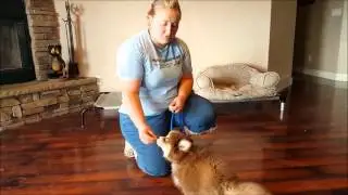 Pomsky Training - Sit, Down, Stay