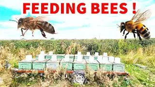 FEEDING BEES WITH 5L BUCKETS. Beekeeping vlog in uk #bees #beekeeping #uk