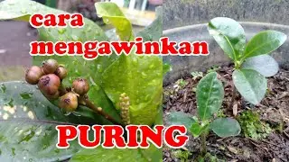 Cara Memperbanyak Tanaman Puring dengan Biji (CROTON SEXUAL REPRODUCTION)