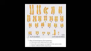 What is Genotype?