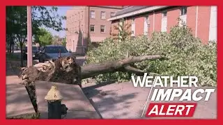 Downed trees seen on St. Louis Central West End streets after storms