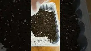 Best Dollar Store Seed Starter