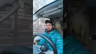 car driving vedio Monkey #assisteddriving #driversmanual #trafficrules#drivinglicense#driving #shots