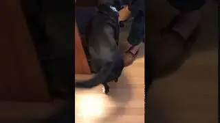 Koda #2 expert tail wagger