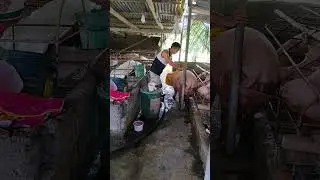 paglipat ng inahing baboy sa parowing pen. #farmlife