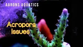 Acropora Problems?! | SPS Coral