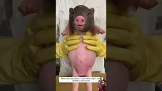 #pig #cutepiglets #piglet #pets #helpingpig #piggy #animalshouts #dog #animals