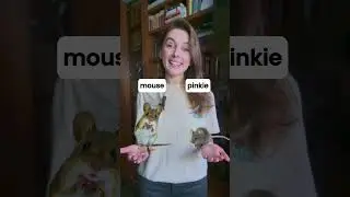 Baby Animal Names in English