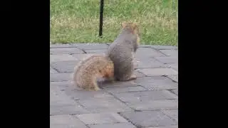 Peace with Backyard Wildlife 🤍🐿&hearts;️