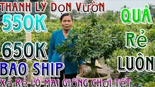 🌈07/01☎️0325621622(NGOẠI)🔥Dọn vườn thanh lý hết lô mai giống ghép dảo như ý ,siêu bông bình lợi 