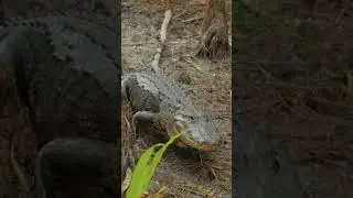 Python Horror: She Vanished... Then They Found This 🐍