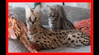Serval cuddles with his girlfriends (two F1 Savannah cats)