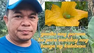 ganito ang paraan ko para matuloy ang bunga ng kalabasa 😊