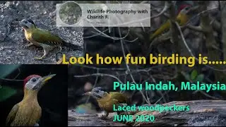 Birding in Pulau Indah, Malaysia: Laced woodpecker