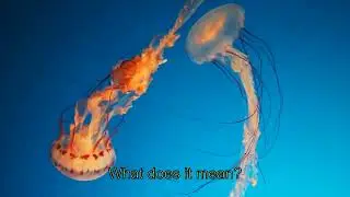 Ocean Exploration: Discovering Deep-Sea Creatures English Lesson