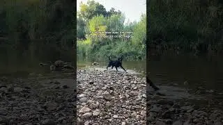 le lac magique #chien #triste