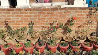 welcome to my live stream ₹kuldeep bonsai I am a  gardening grow #live