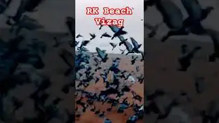 Birds Flying | RK beach Awesome Morning Scenes |  #vizag #rkbeach #pegion #birds