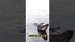 &iquest;Como suenan los cocodrilos? | Sonidos incre&iacute;bles | Curiosidades sorprendentes | Datos Revelados
