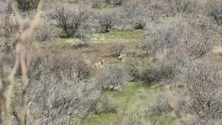 Arizona Coyote coming to distressed animal sounds from the Dominator Call