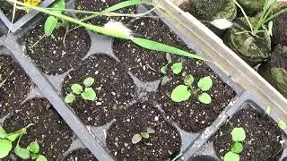 How To Sow Johnny Jump Up Seeds, Johnny Jump Up Seedlings Update
