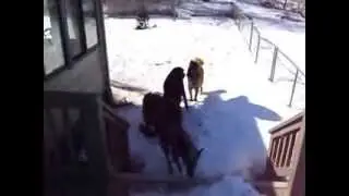 the dogs meetup outside first time together